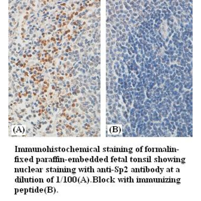 Sp2 Antibody from Signalway Antibody (39384) - Antibodies.com