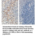 Sp2 Antibody from Signalway Antibody (39384) - Antibodies.com