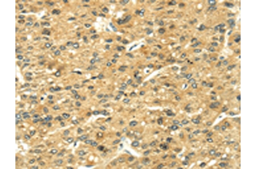 Immunohistochemistry - LEP Antibody from Signalway Antibody (42718) - Antibodies.com