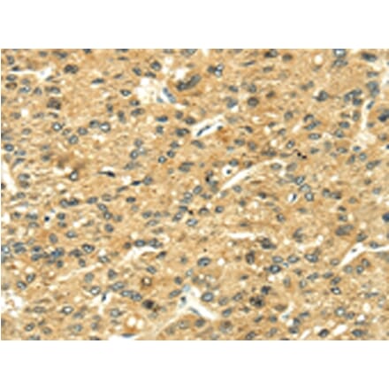 Immunohistochemistry - LEP Antibody from Signalway Antibody (42718) - Antibodies.com