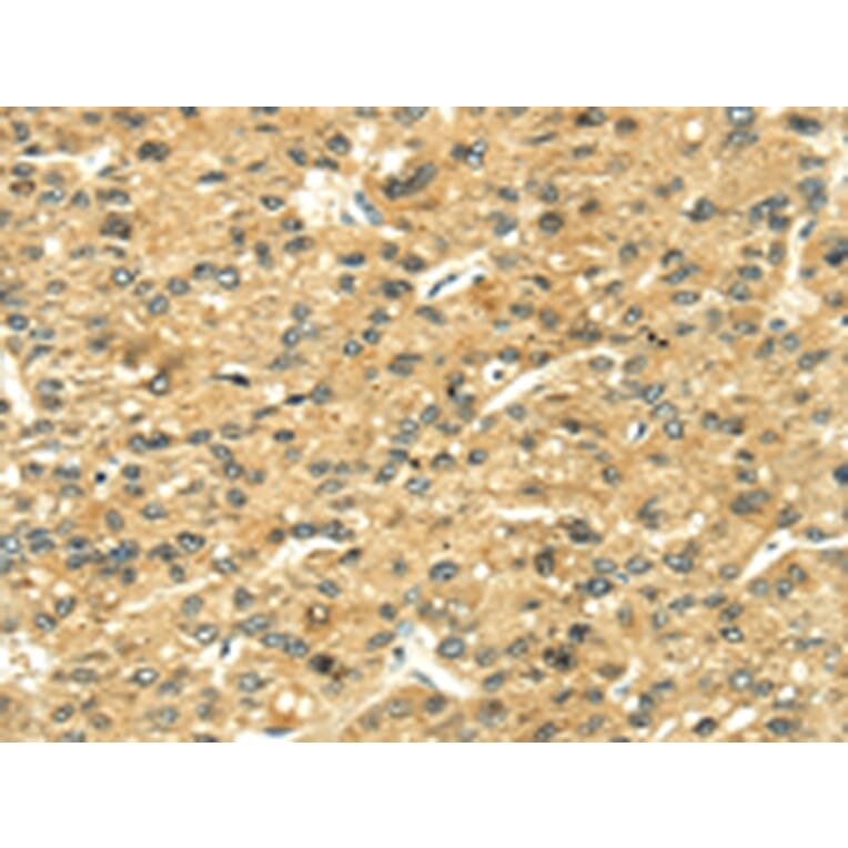 Immunohistochemistry - LEP Antibody from Signalway Antibody (42718) - Antibodies.com