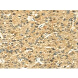 Immunohistochemistry - LEP Antibody from Signalway Antibody (42718) - Antibodies.com