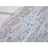 Immunohistochemistry - TKT Antibody from Signalway Antibody (42786) - Antibodies.com