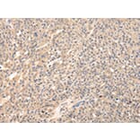 Immunohistochemistry - VIP Antibody from Signalway Antibody (42832) - Antibodies.com