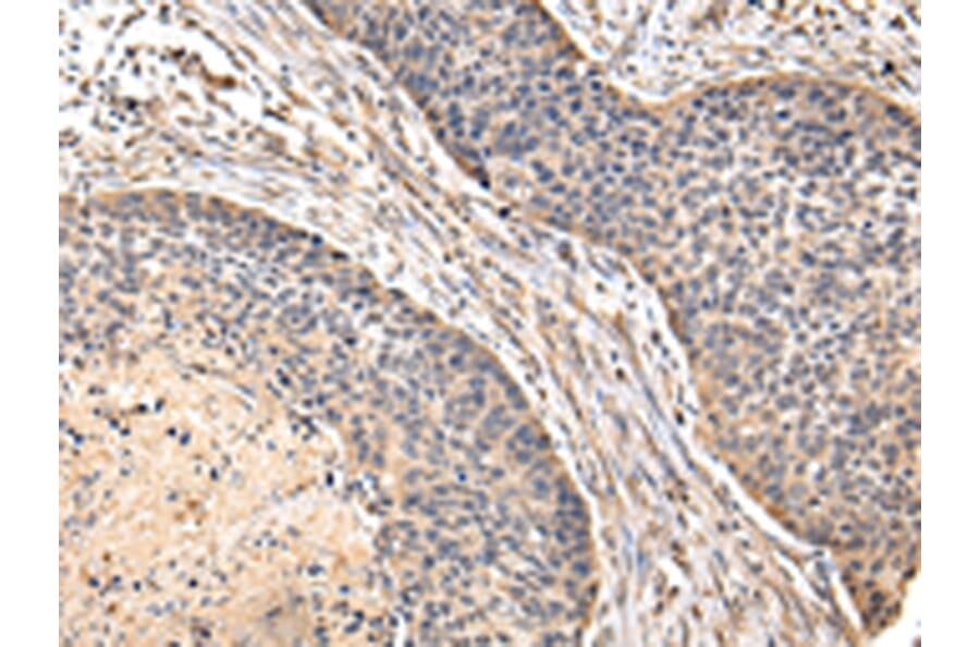 Immunohistochemistry - VIP Antibody from Signalway Antibody (42832) - Antibodies.com