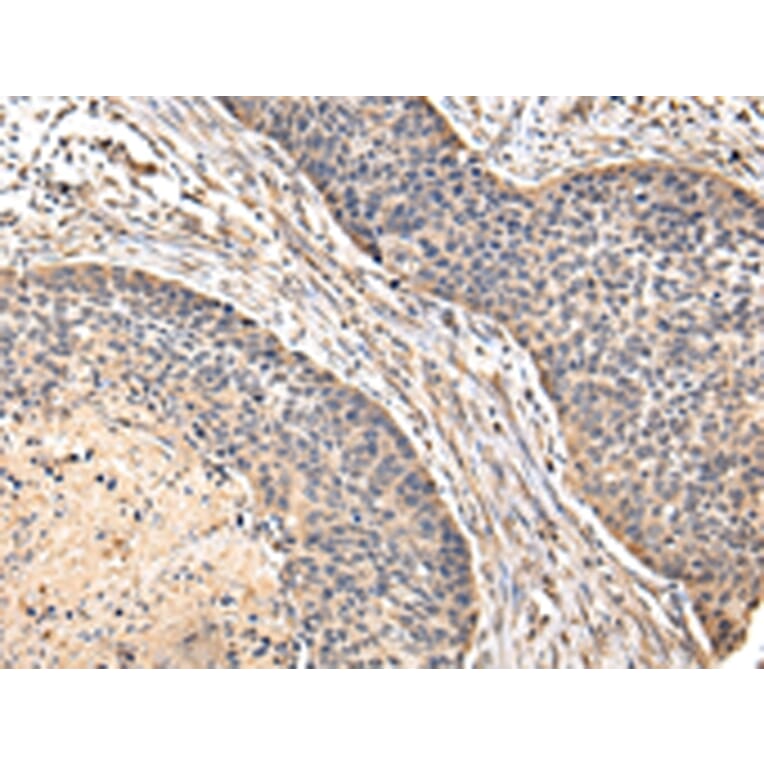 Immunohistochemistry - VIP Antibody from Signalway Antibody (42832) - Antibodies.com