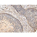 Immunohistochemistry - VIP Antibody from Signalway Antibody (42832) - Antibodies.com