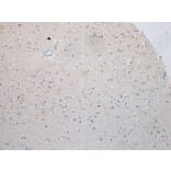 Immunohistochemistry - ICK Antibody from Signalway Antibody (42899) - Antibodies.com