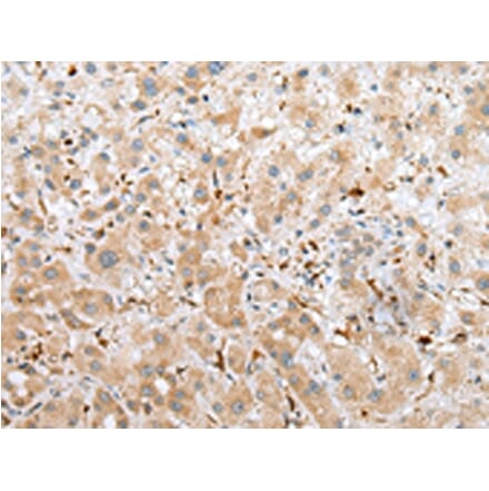 Immunohistochemistry - NPL Antibody from Signalway Antibody (42953) - Antibodies.com