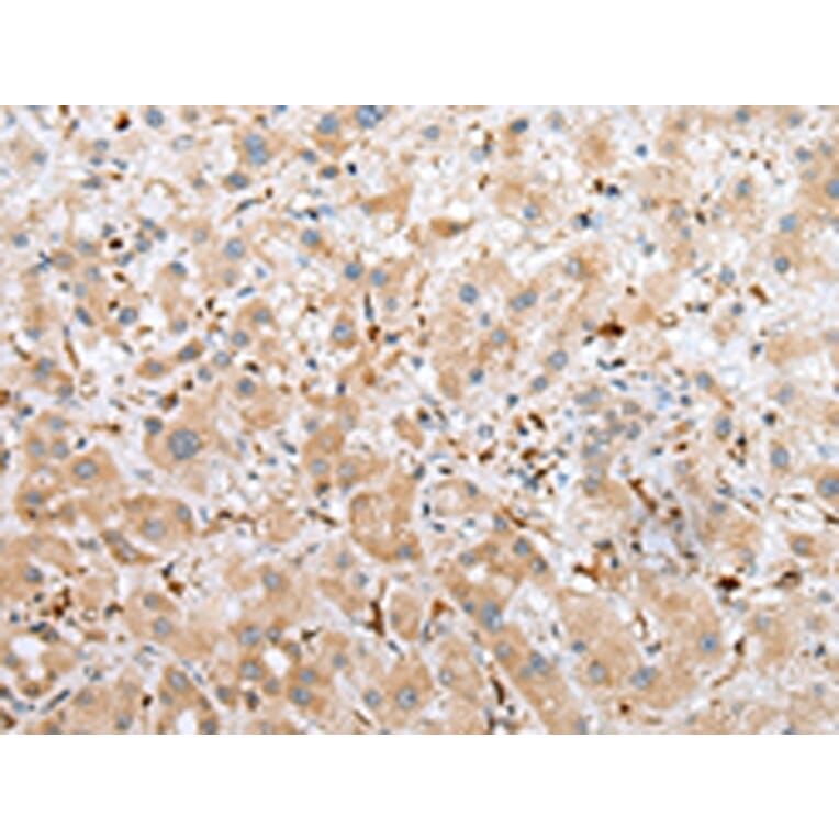 Immunohistochemistry - NPL Antibody from Signalway Antibody (42953) - Antibodies.com