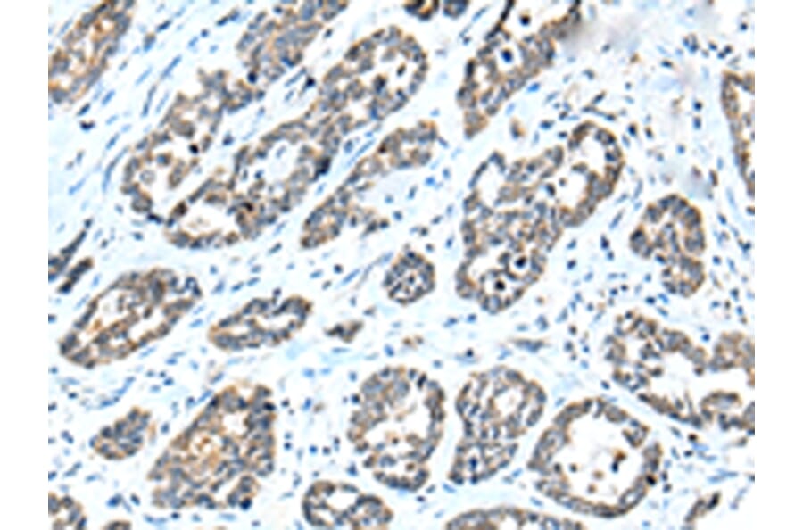 Immunohistochemistry - NPL Antibody from Signalway Antibody (42953) - Antibodies.com