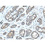 Immunohistochemistry - NPL Antibody from Signalway Antibody (42953) - Antibodies.com