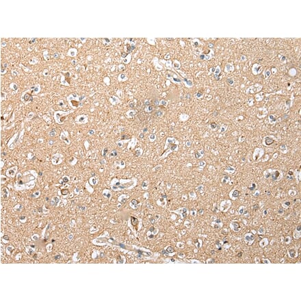 Immunohistochemistry - RFK Antibody from Signalway Antibody (42958) - Antibodies.com