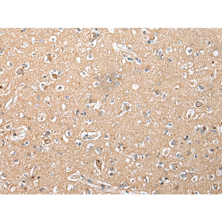 Immunohistochemistry - RFK Antibody from Signalway Antibody (42958) - Antibodies.com