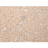 Immunohistochemistry - RFK Antibody from Signalway Antibody (42958) - Antibodies.com