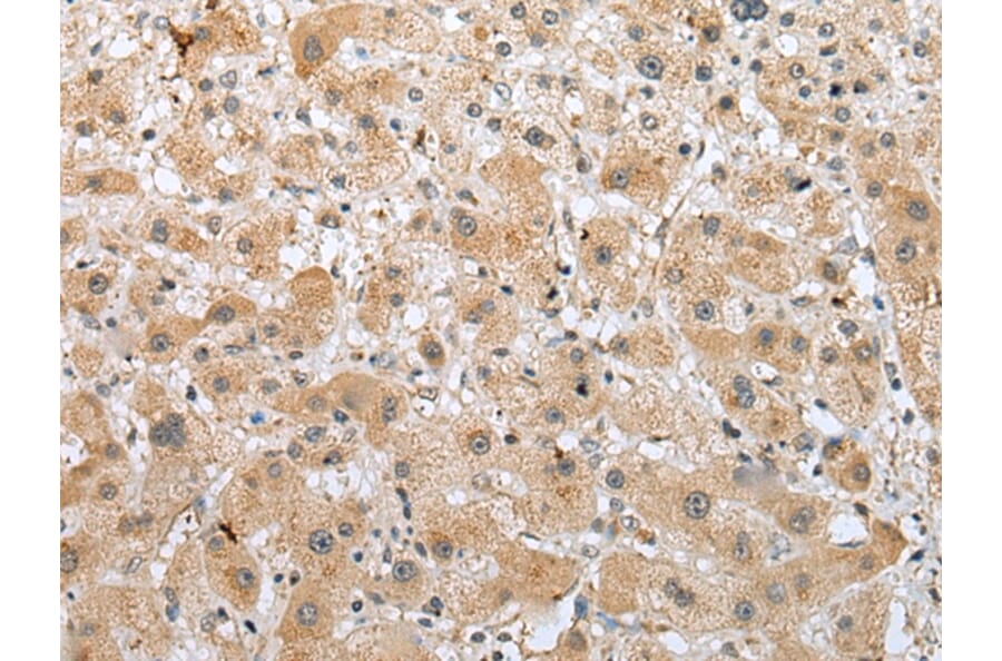 Immunohistochemistry - RFK Antibody from Signalway Antibody (42958) - Antibodies.com