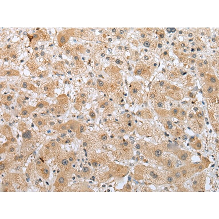 Immunohistochemistry - RFK Antibody from Signalway Antibody (42958) - Antibodies.com