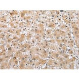 Immunohistochemistry - RFK Antibody from Signalway Antibody (42958) - Antibodies.com