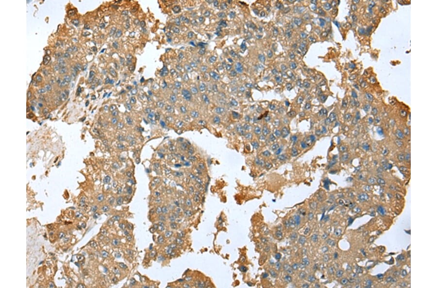 Immunohistochemistry - SFN Antibody from Signalway Antibody (43001) - Antibodies.com