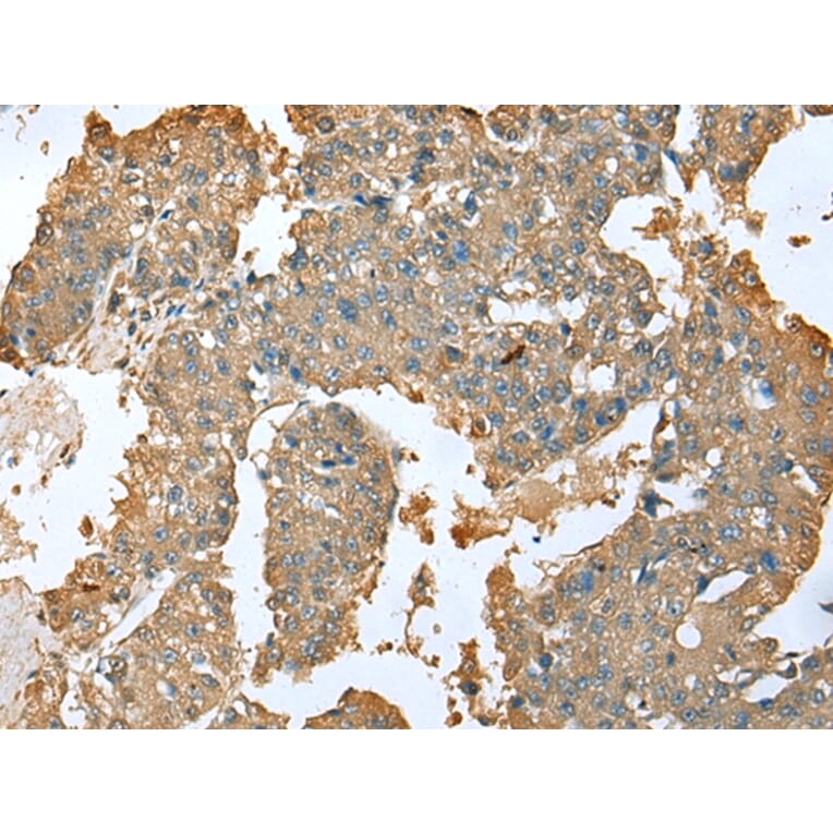 Immunohistochemistry - SFN Antibody from Signalway Antibody (43001) - Antibodies.com