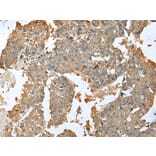 Immunohistochemistry - SFN Antibody from Signalway Antibody (43001) - Antibodies.com