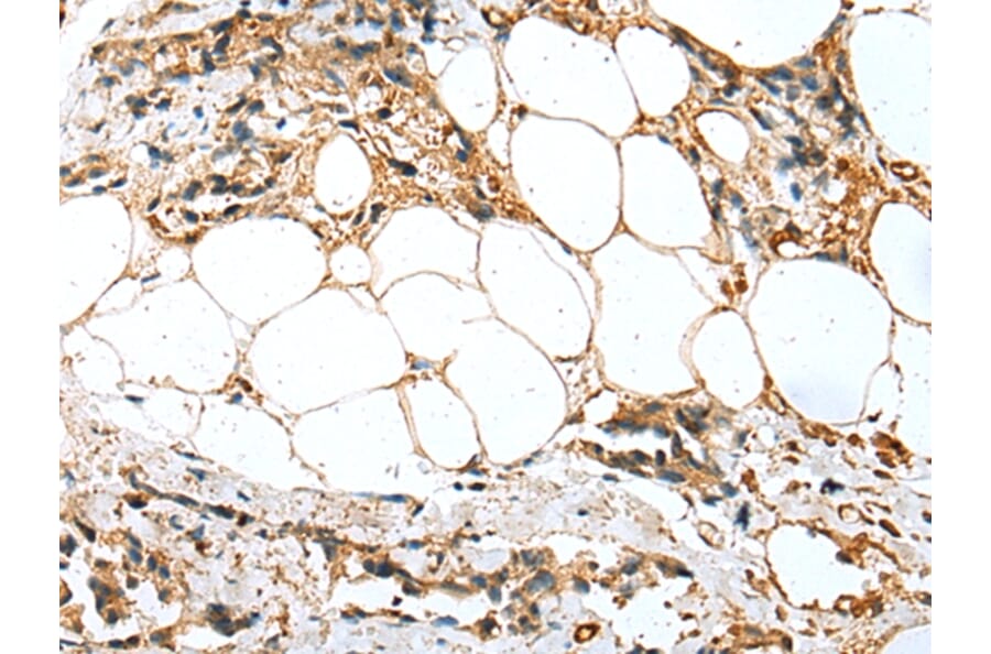 Immunohistochemistry - SFN Antibody from Signalway Antibody (43001) - Antibodies.com