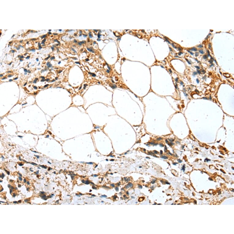 Immunohistochemistry - SFN Antibody from Signalway Antibody (43001) - Antibodies.com