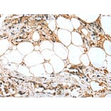 Immunohistochemistry - SFN Antibody from Signalway Antibody (43001) - Antibodies.com