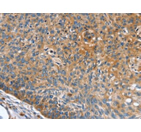 Immunohistochemistry - INS Antibody from Signalway Antibody (43087) - Antibodies.com