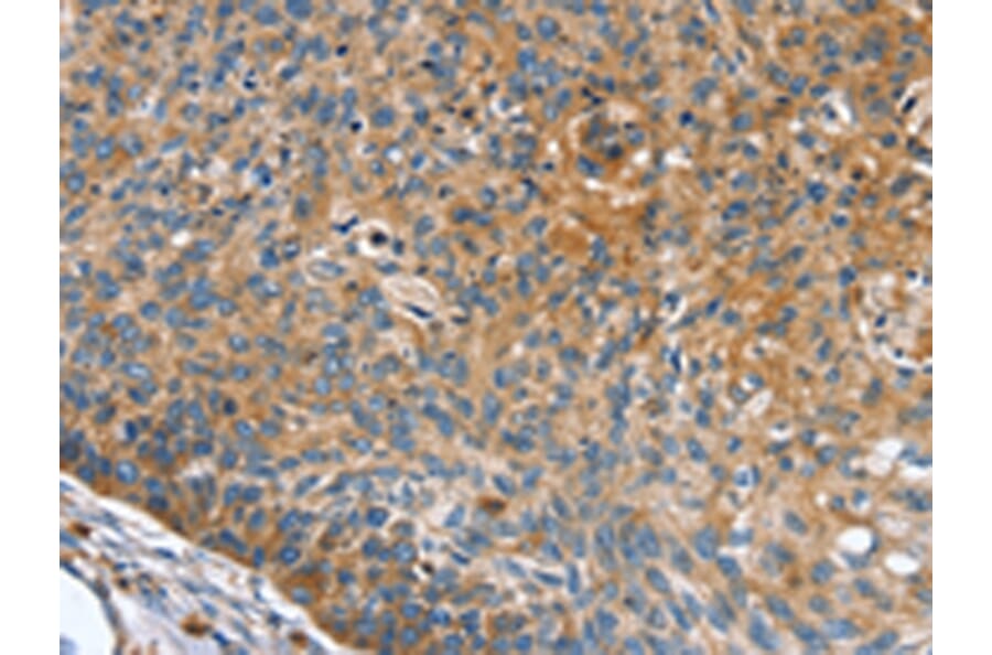 Immunohistochemistry - INS Antibody from Signalway Antibody (43087) - Antibodies.com