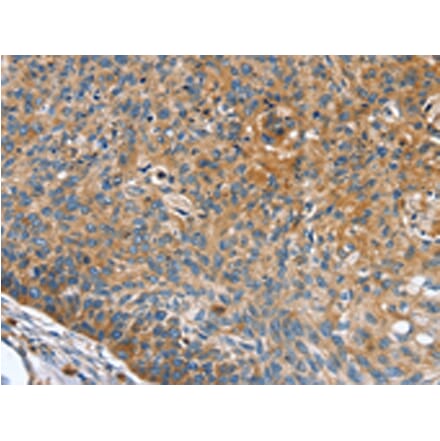 Immunohistochemistry - INS Antibody from Signalway Antibody (43087) - Antibodies.com