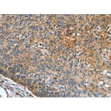 Immunohistochemistry - INS Antibody from Signalway Antibody (43087) - Antibodies.com