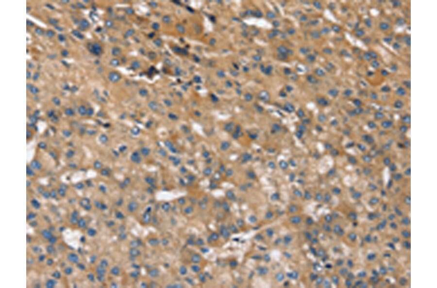 Immunohistochemistry - INS Antibody from Signalway Antibody (43087) - Antibodies.com