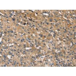 Immunohistochemistry - INS Antibody from Signalway Antibody (43087) - Antibodies.com