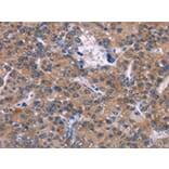 Immunohistochemistry - SKI Antibody from Signalway Antibody (43088) - Antibodies.com