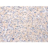 Immunohistochemistry - BSN Antibody from Signalway Antibody (43212) - Antibodies.com