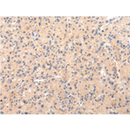 Immunohistochemistry - CLU Antibody from Signalway Antibody (43225) - Antibodies.com