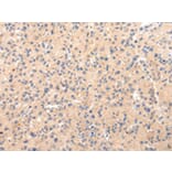 Immunohistochemistry - CLU Antibody from Signalway Antibody (43225) - Antibodies.com