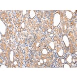 Immunohistochemistry - CLU Antibody from Signalway Antibody (43225) - Antibodies.com