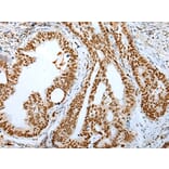 Immunohistochemistry - DEK Antibody from Signalway Antibody (43299) - Antibodies.com