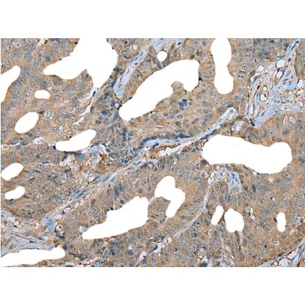 Immunohistochemistry - DDC Antibody from Signalway Antibody (43464) - Antibodies.com