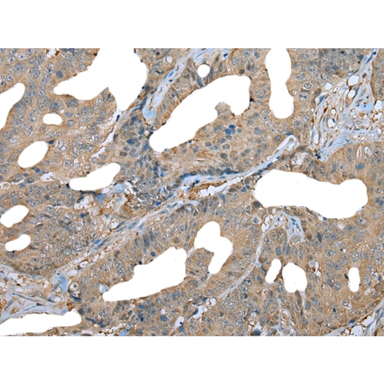 Immunohistochemistry - DDC Antibody from Signalway Antibody (43464) - Antibodies.com