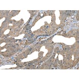 Immunohistochemistry - DDC Antibody from Signalway Antibody (43464) - Antibodies.com