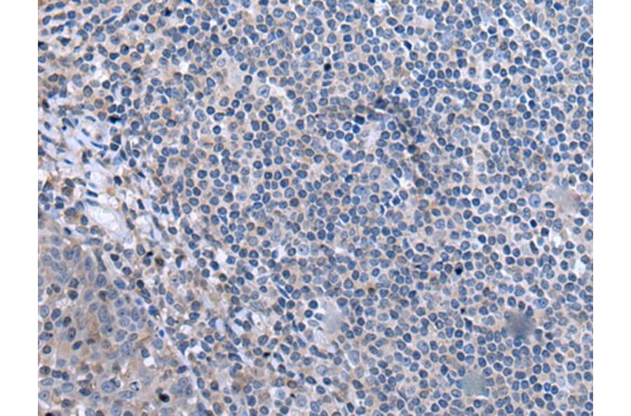CCK Antibody from Signalway Antibody (43502) - Antibodies.com