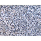 CCK Antibody from Signalway Antibody (43502) - Antibodies.com