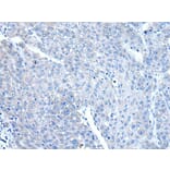 DAP Antibody from Signalway Antibody (43505) - Antibodies.com