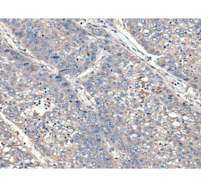 XDH Antibody from Signalway Antibody (43800) - Antibodies.com