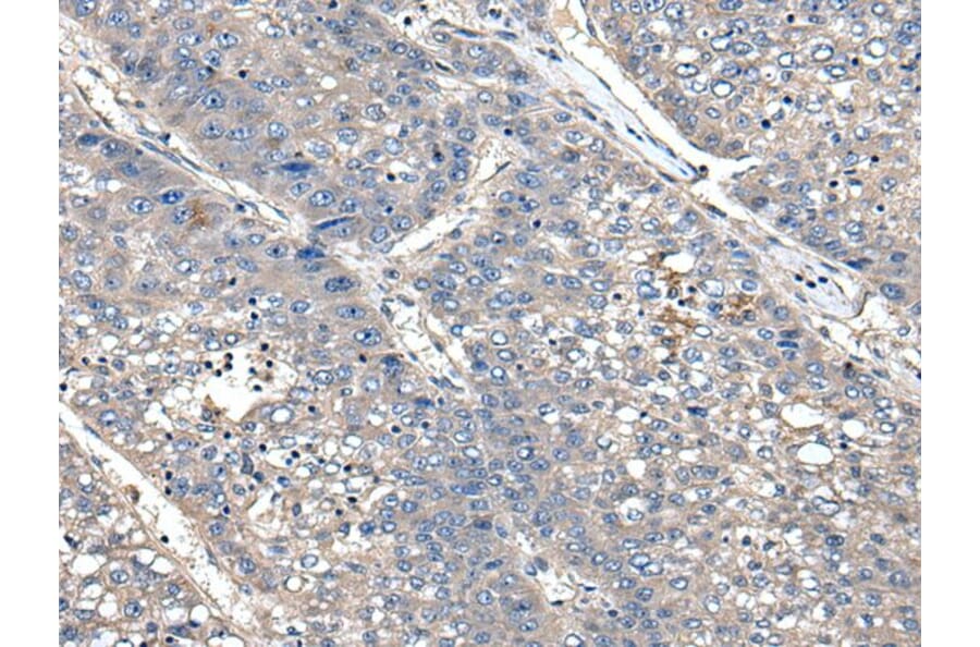 XDH Antibody from Signalway Antibody (43800) - Antibodies.com