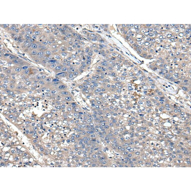 XDH Antibody from Signalway Antibody (43800) - Antibodies.com