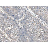 XDH Antibody from Signalway Antibody (43800) - Antibodies.com